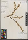Foto von Salix petiolaris Sm.